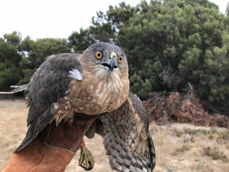 Home is where the airfields are: What happens when hawks are moved ...