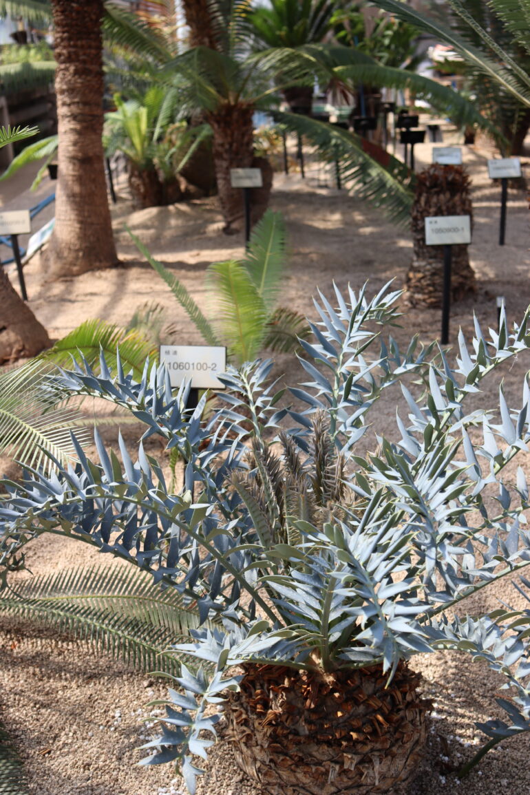 How a rare cycad's wax crystals conjure blue without pigment ...