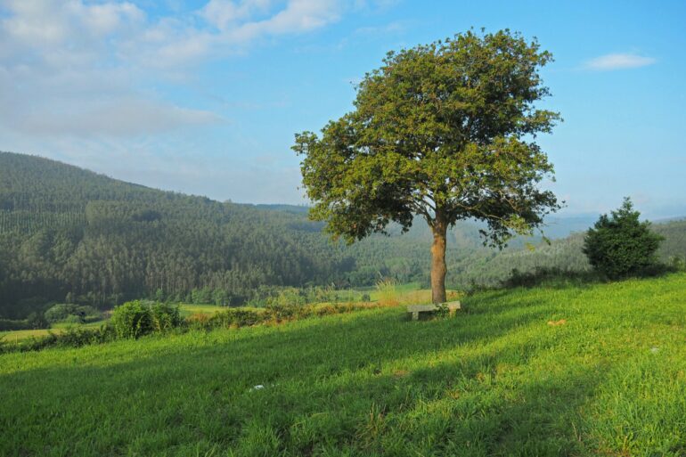 Human influence reduces natural land carbon stocks by 24%, study finds