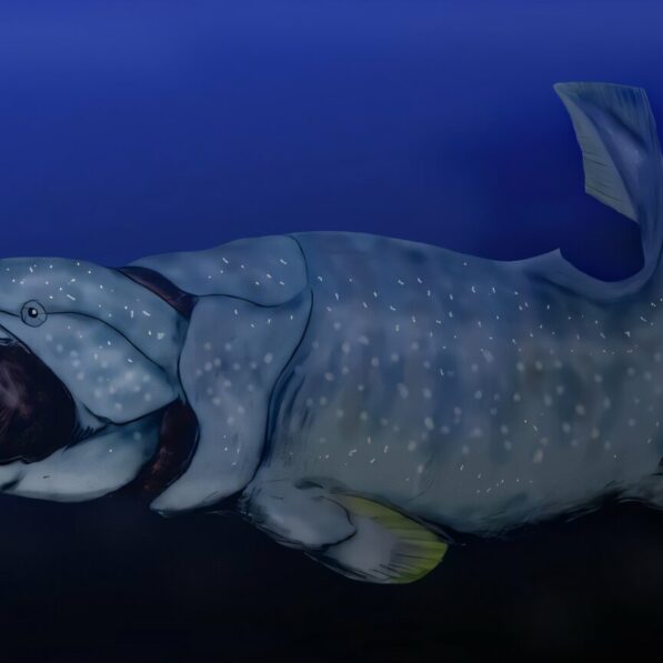 Rising deep-ocean oxygen levels likely opened up new marine ...