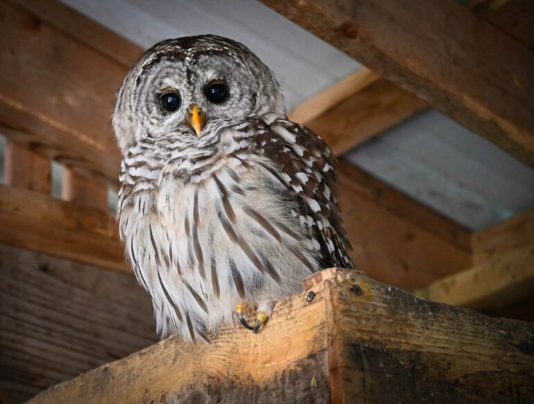 What is rust? A materials scientist explains metal's crusty enemy