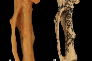 17-million-year-old fossil of large extinct songbird discovered in ...