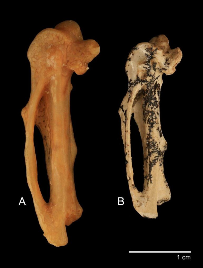 17-million-year-old fossil of large extinct songbird discovered in ...