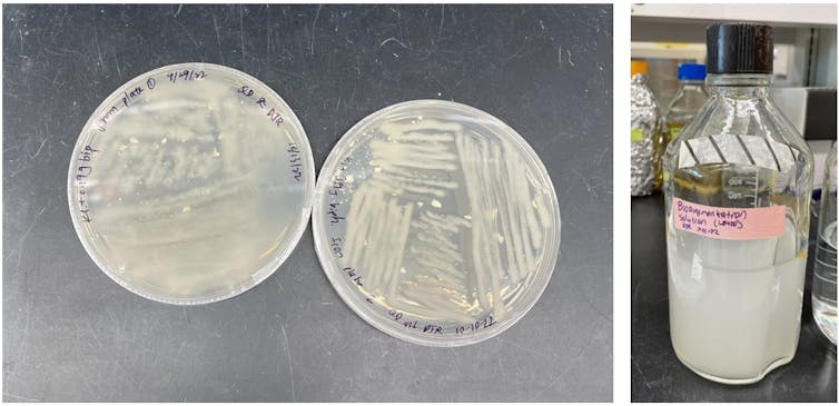 Two images showing Petri dishes with teal-colored bacteria on the left and a bottle filled with teal-colored bacterial solution on the right.