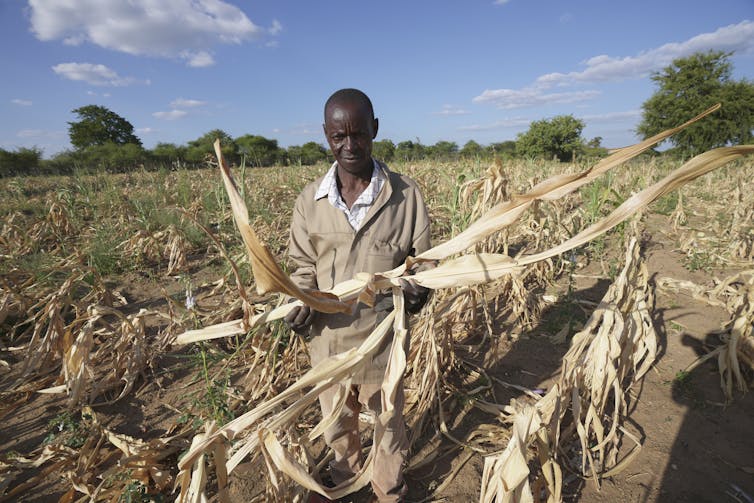 A farmer in a field holds a dried out corn stalk.