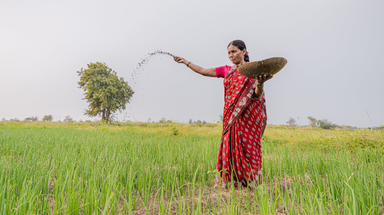 A woman in a red sari tosses pellets into a rice field.