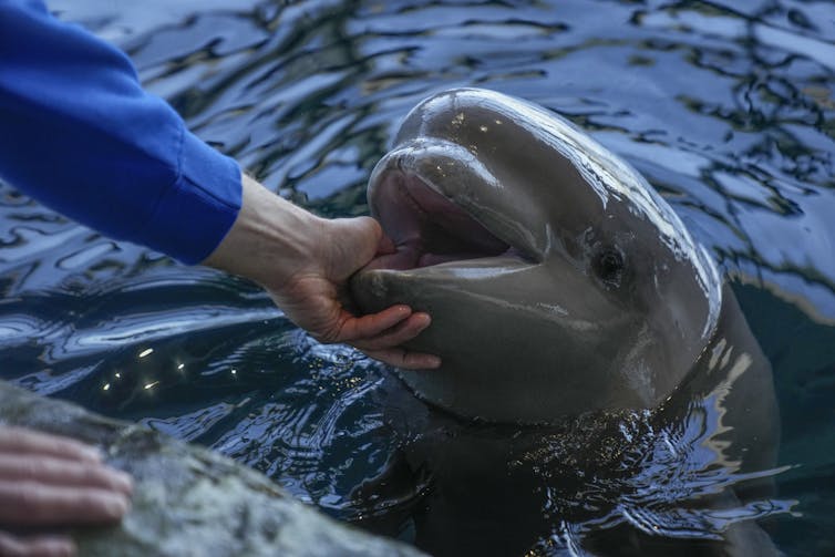 Close-up of a person cupping the open mouth of a beluga whale calf