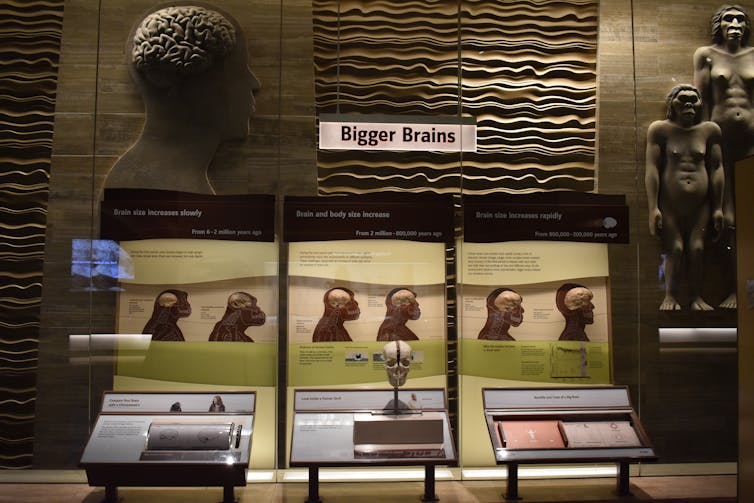 Under a heading 'Bigger Brains' six hominid head models with other text in an exhibit case