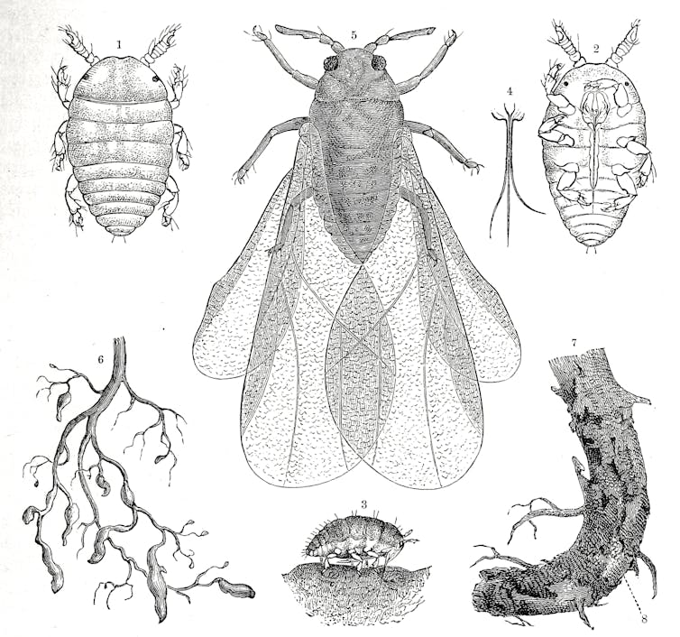 Black and white illustrations of the various forms of phylloxera, an aphid-like insect.