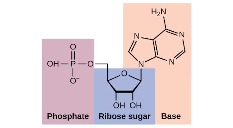 Chemical structure of a nucleotide, made of a phosphate, ribose sugar and base