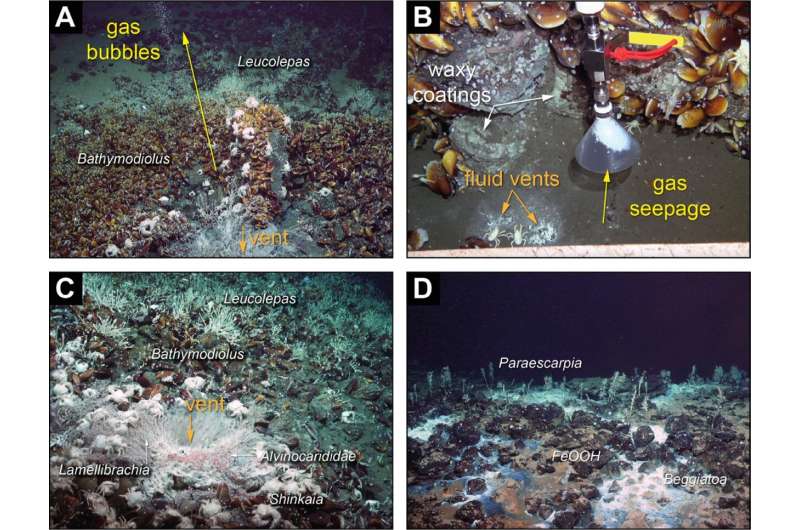 Novel hydrothermal system links two seabed phenomena