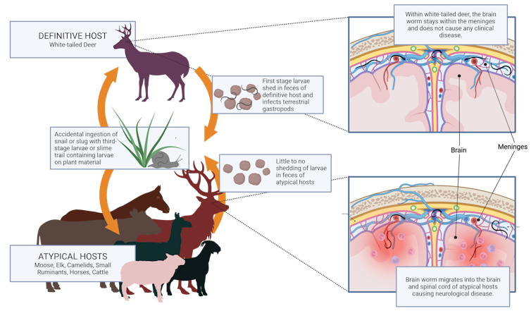 A diagram showing a deer with the label 'definitive host' and a group of hooved mammals labeled 'atypical hosts,' and arrows between them.