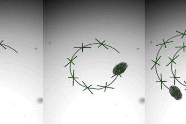 AggreBots: Tiny living robots made from lung cells could one day ...