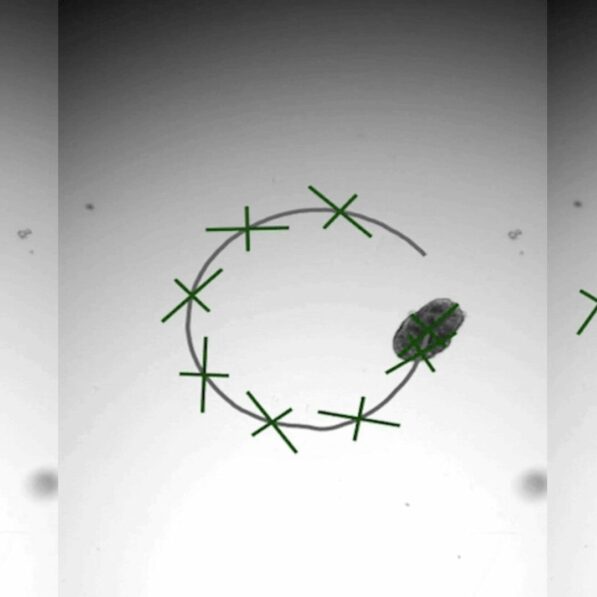 AggreBots: Tiny living robots made from lung cells could one day ...