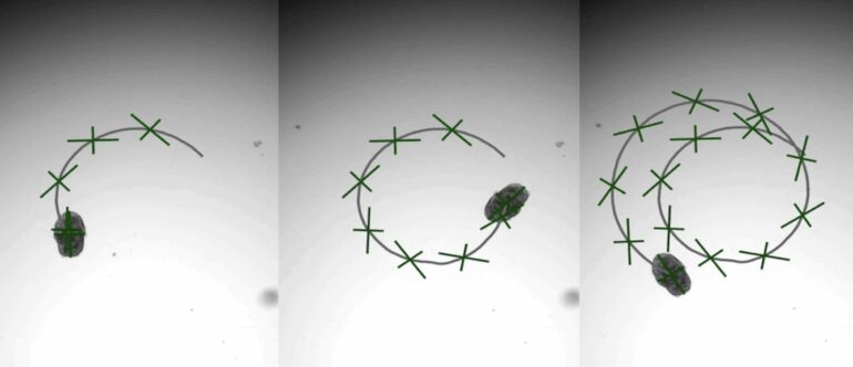 AggreBots: Tiny living robots made from lung cells could one day ...