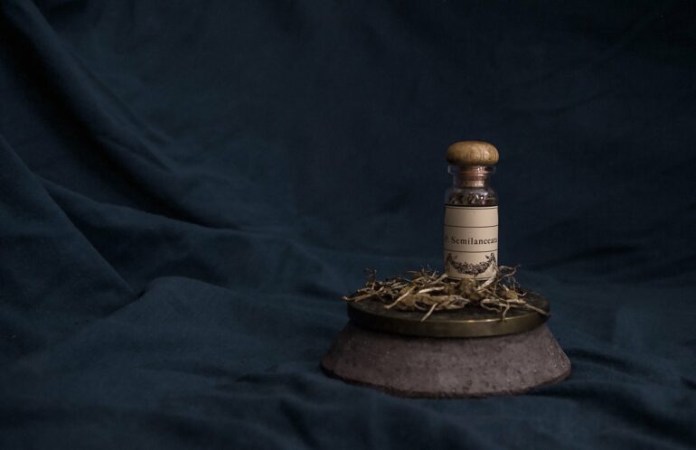 Analysis of 'magic mushroom' edibles finds no psilocybin but many ...