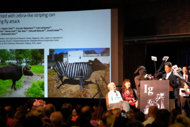 Does painting cows with stripes prevent fly bites? Researchers who ...