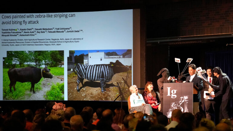 Does painting cows with stripes prevent fly bites? Researchers who ...