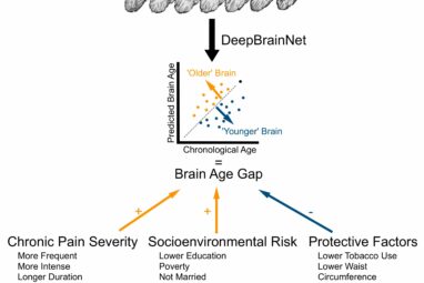 Healthy habits can make your brain age more slowly, study finds