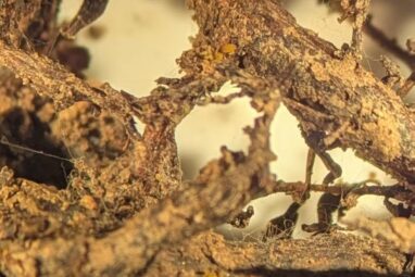 How a devastating grape pest is reshaping vineyards across ...