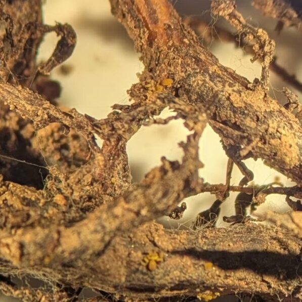 How a devastating grape pest is reshaping vineyards across ...