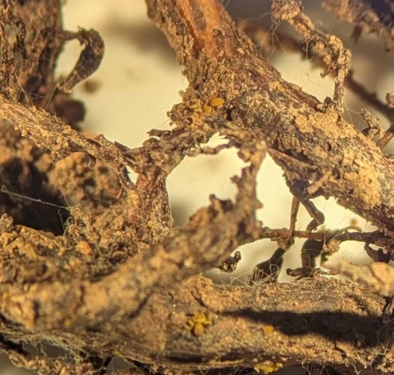 How a devastating grape pest is reshaping vineyards across ...