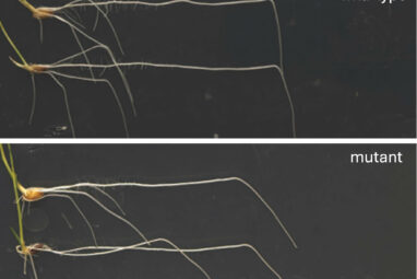 How a plant hormone helps roots bend and grow downward toward gravity