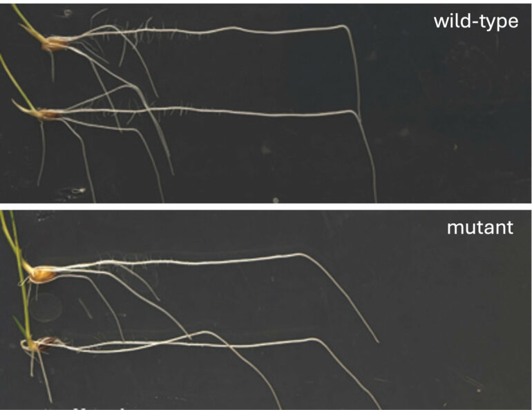 How a plant hormone helps roots bend and grow downward toward gravity