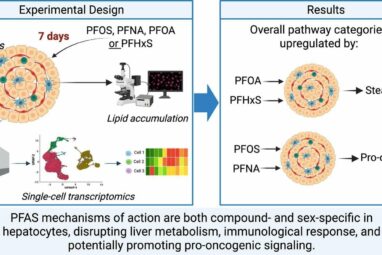How PFAS disrupt healthy function in human liver cells