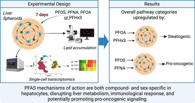 How PFAS disrupt healthy function in human liver cells