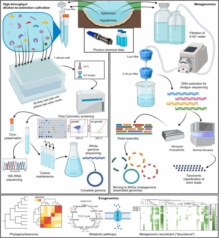 Hundreds of abundant freshwater microbes finally cultivated for ...