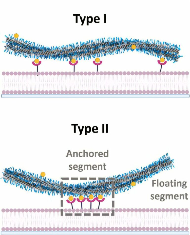Molecular movement speed determines whether cell membranes bind to ...