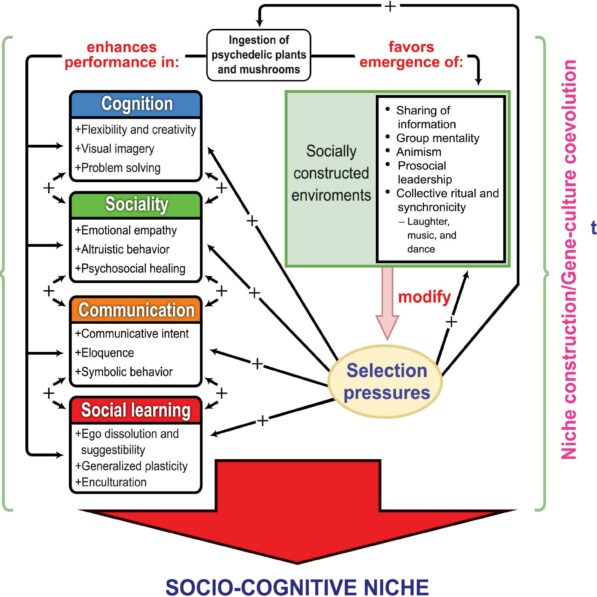 Frontiers | Psychedelics, Sociality, and Human Evolution