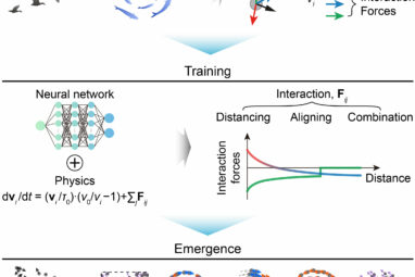 Physics-informed AI learns local rules behind flocking and ...