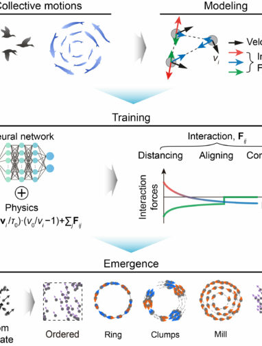 Physics-informed AI learns local rules behind flocking and ...