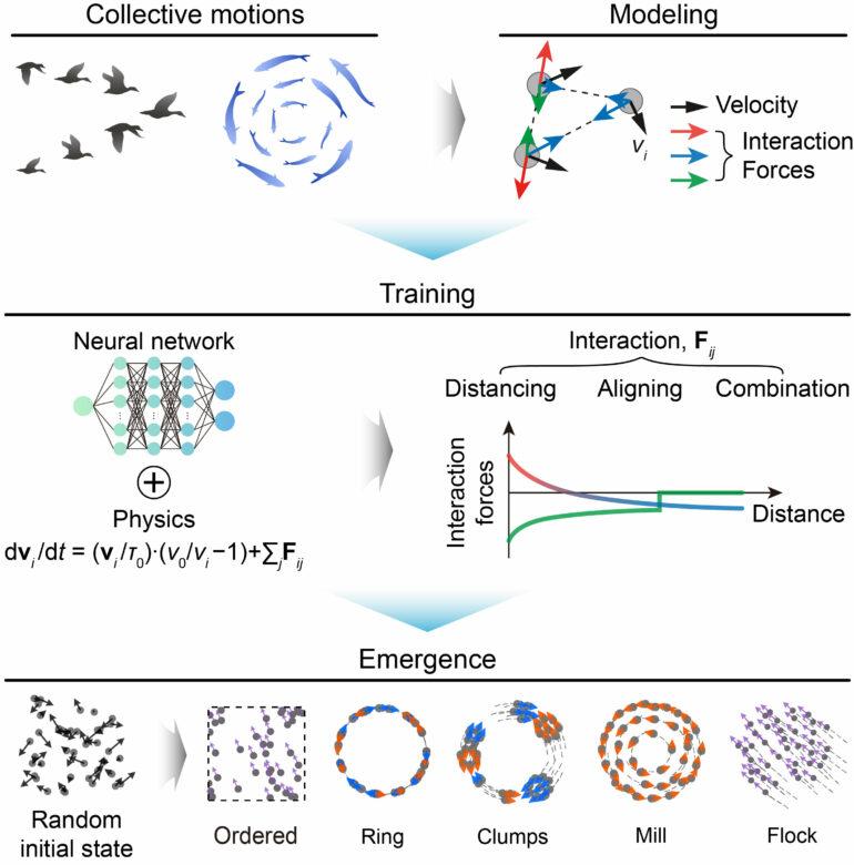Physics-informed AI learns local rules behind flocking and ...