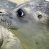 Seal's sensitive whiskers hold key to foiling fish escapes