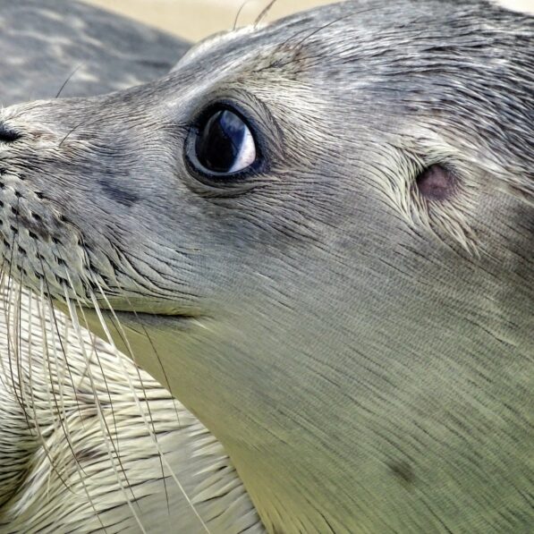 Seal's sensitive whiskers hold key to foiling fish escapes