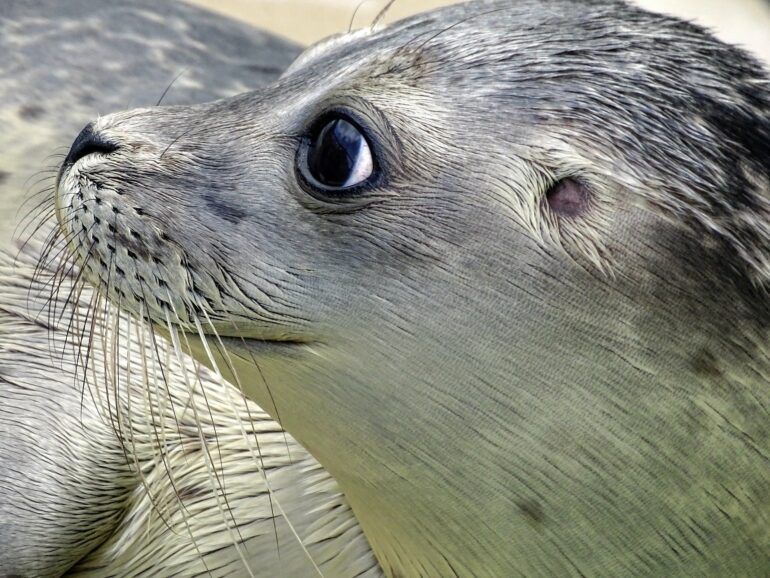 Seal's sensitive whiskers hold key to foiling fish escapes