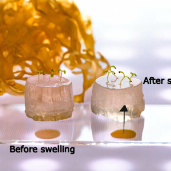 Super-absorbent hydrogel for soilless farming enables plants to ...