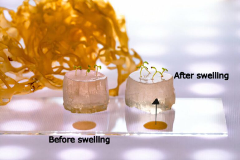Super-absorbent hydrogel for soilless farming enables plants to ...