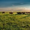 Warming climate—not overgrazing—is biggest threat to rangelands ...
