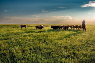 Warming climate—not overgrazing—is biggest threat to rangelands ...