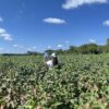 What happens when AI comes to the cotton fields