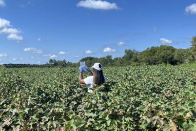 What happens when AI comes to the cotton fields