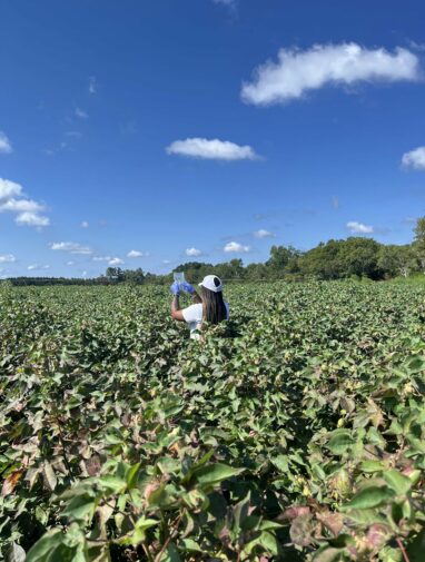 What happens when AI comes to the cotton fields