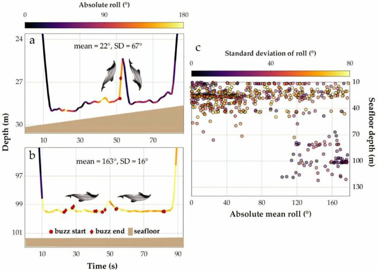 World's smallest marine dolphins can perform underwater barrel rolls