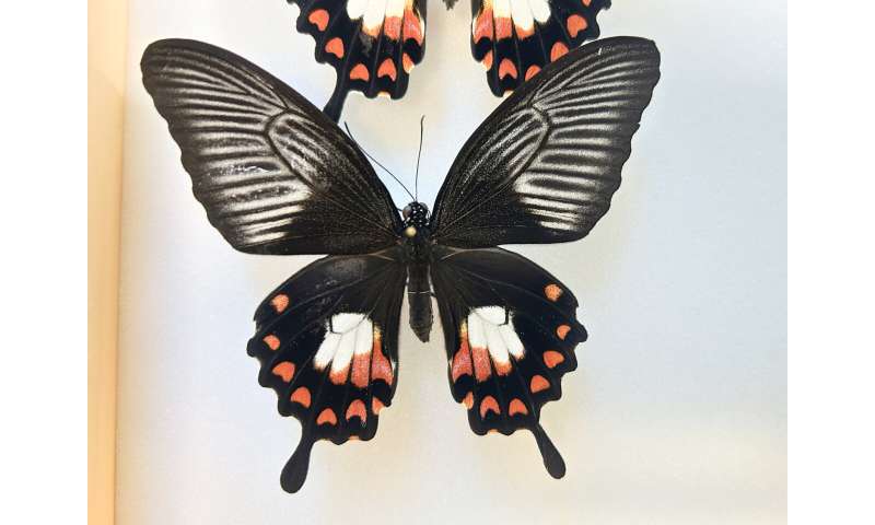 Secrets of the butterfly supergene that controls wing colors and patterns