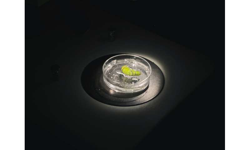 Secrets of the butterfly supergene that controls wing colors and patterns