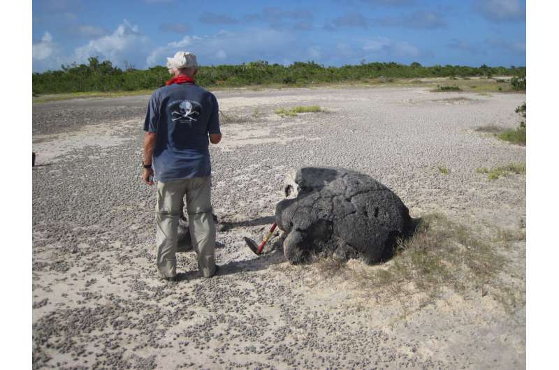 Coral skeletons left by a medieval tsunami whisper warning for Caribbean region